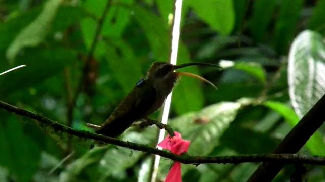 Male Hummingbirds Sing For Sex 8900