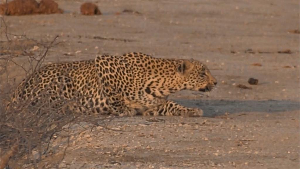 See How A Leopard Stealthily Stalks Its Prey