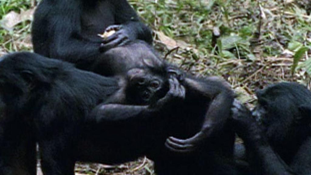 King Kong Ape Porn - Bonobo: The Female Alpha