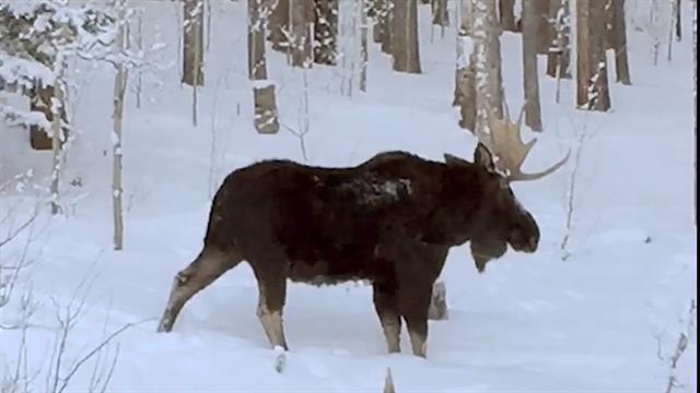 watch rare video of a moose shedding an antler