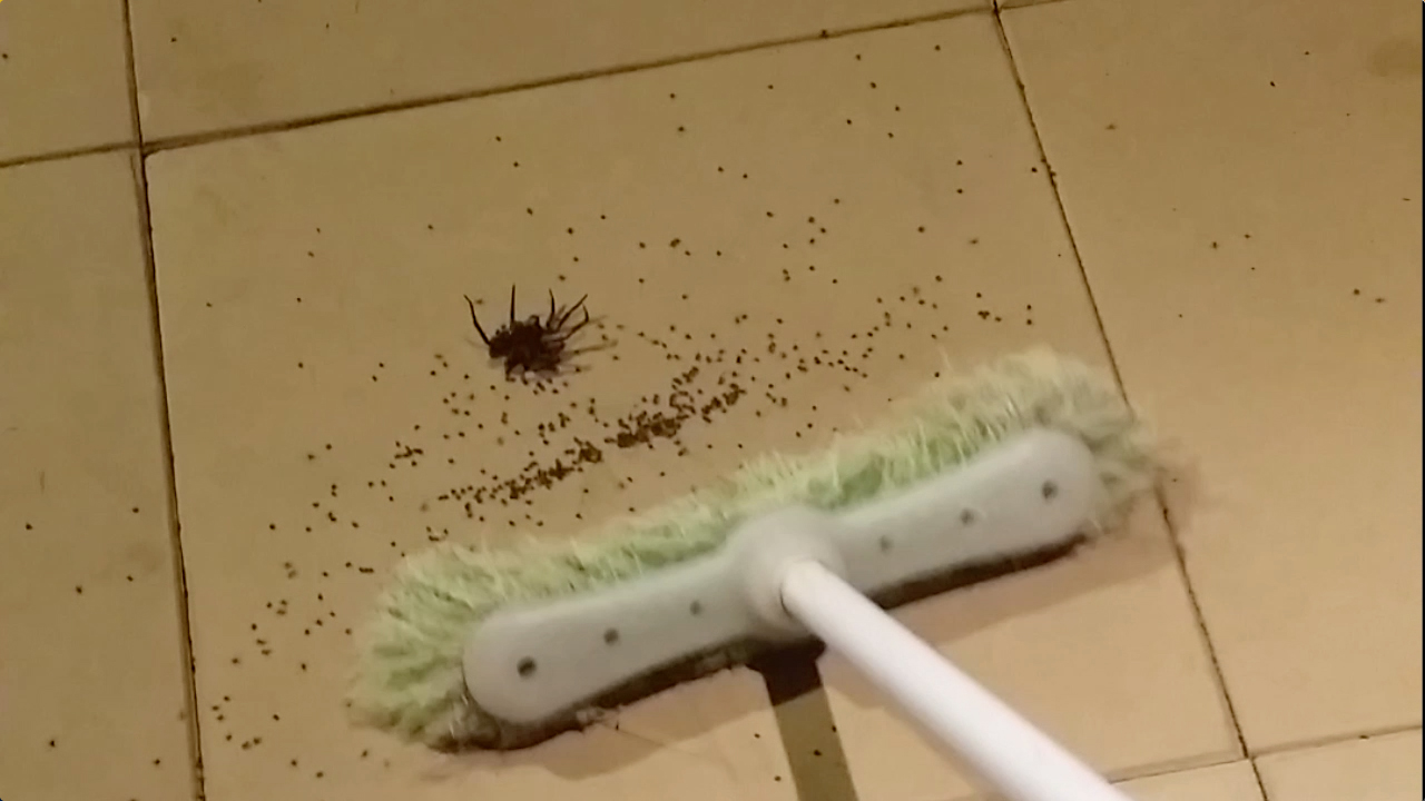 паук с потолка упал на кровать