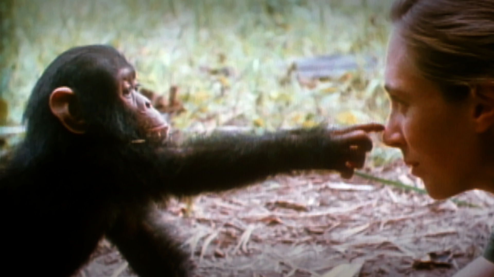 jane goodall chimpanzee