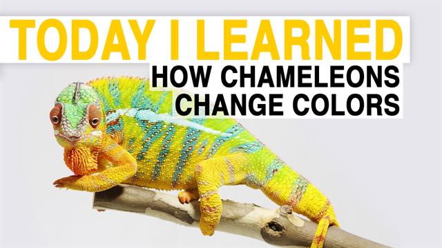 TIL: How Chameleons Change Color