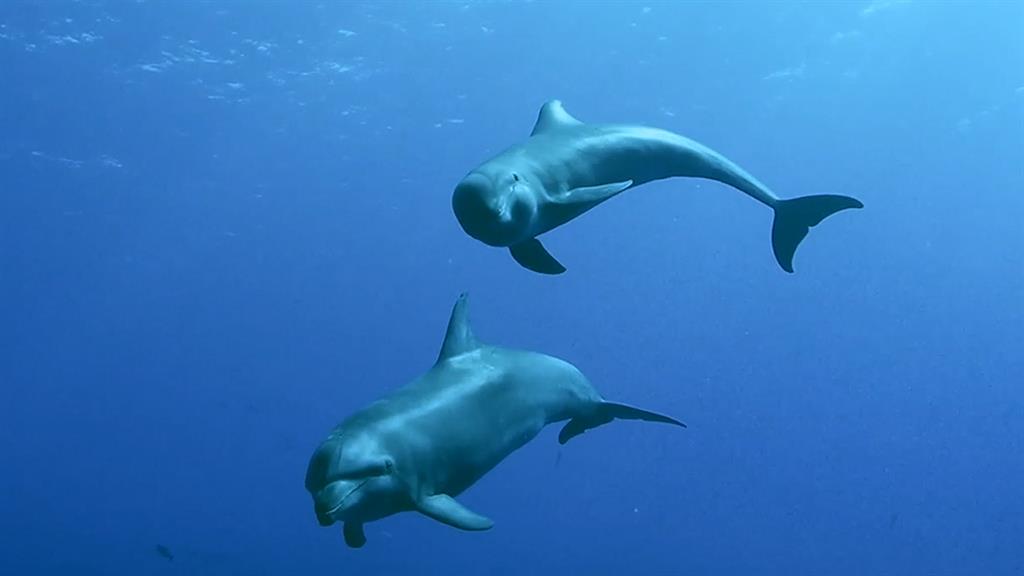 Resultado de imagen para dolphin adopts calf