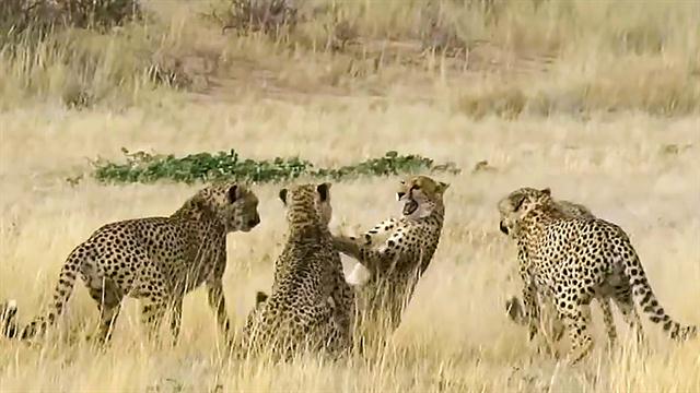 Image result for Video Captures Rough Mating Habits Of Cheetahs