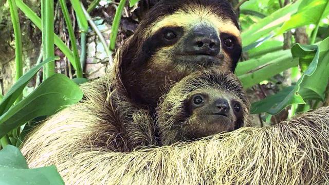 R Sloths Endangered