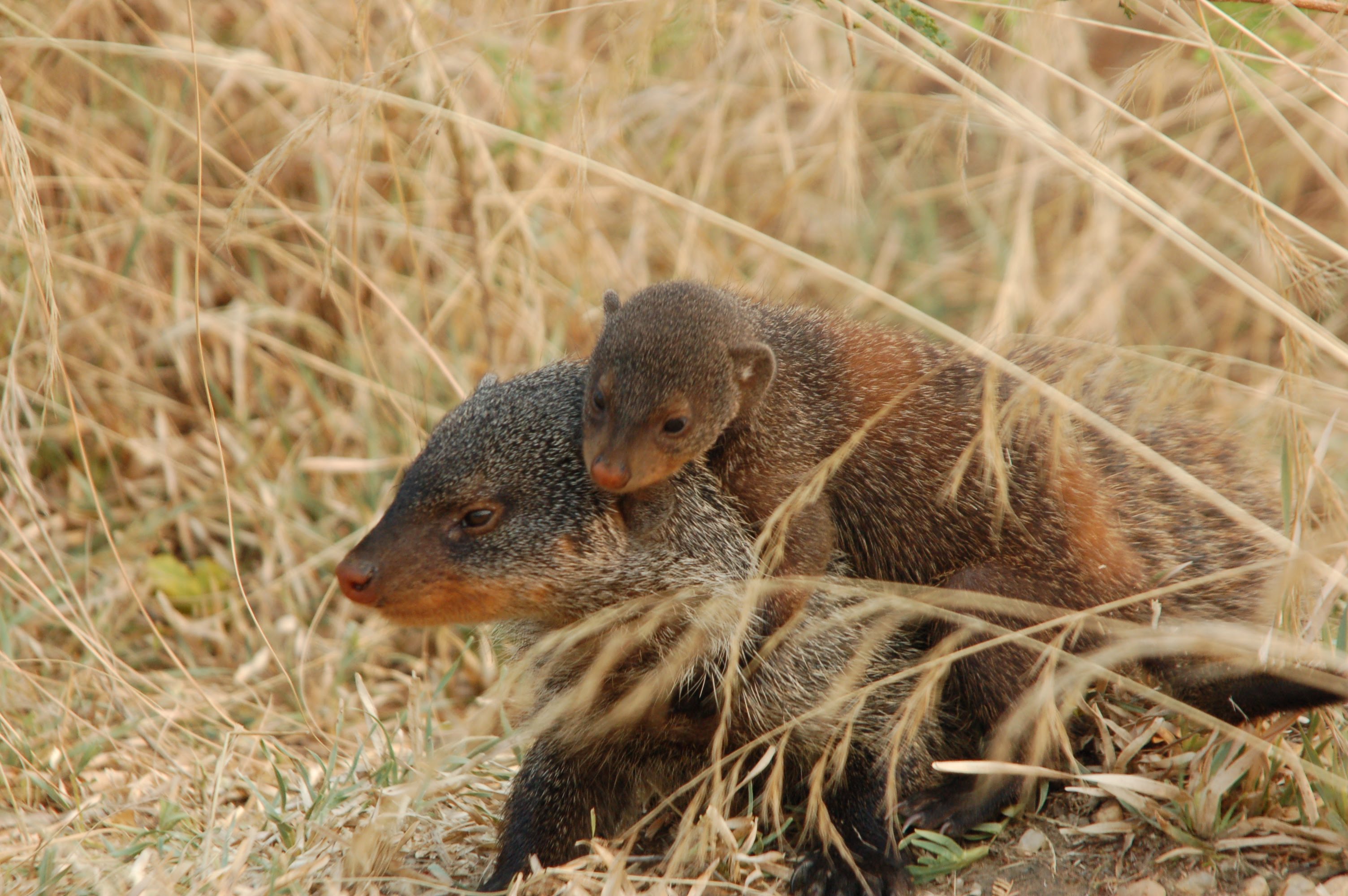 Why Mongooses All Give Birth on the Same Day
