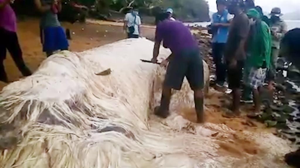 Mysterious Hairy Blob Washed Up On Philippines Beach