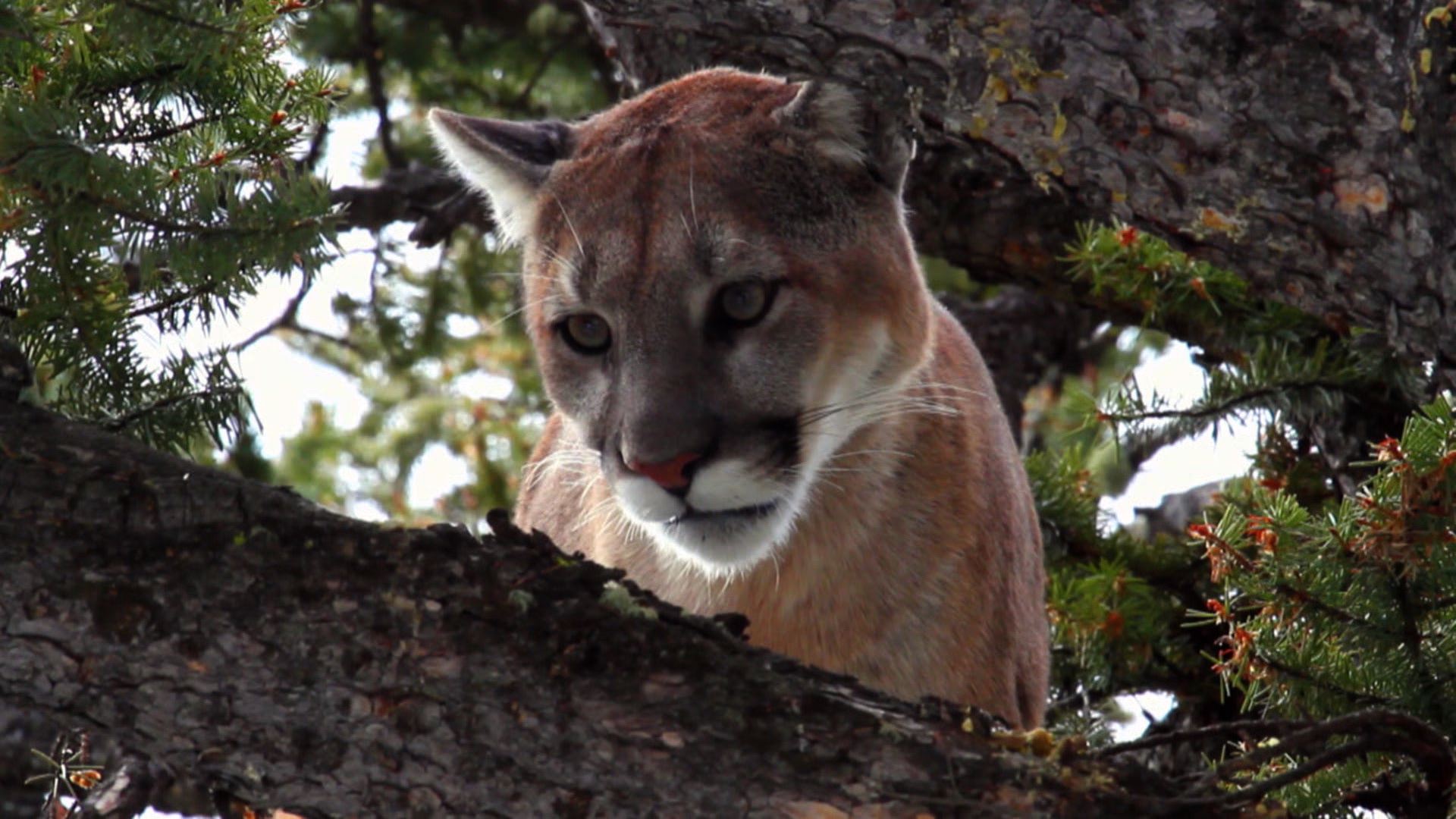 Stalking the Mountain Lion