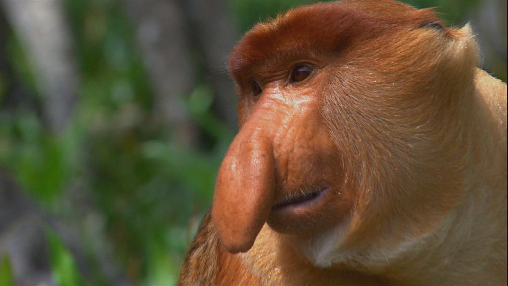 22348455_Why_the_Big_Nose_1024x576_144790595925.jpg