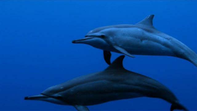 Spinner Dolphins