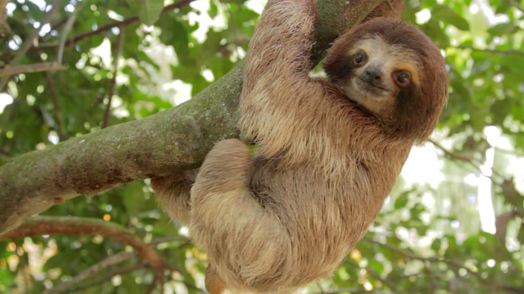 Animals In The Rainforest Canopy