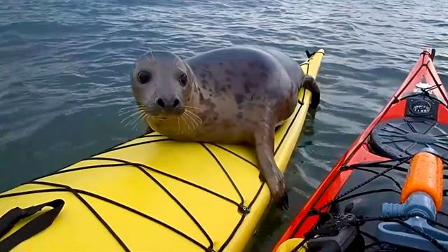 What to Do When a Wild Seal Hops On Your Kayak