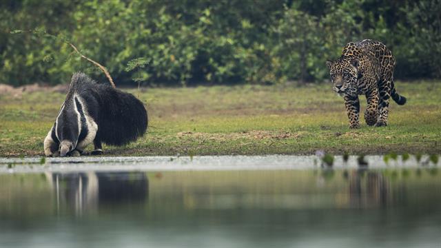 Giant Anteater Faces Off With Jaguar in Brazil, Leaves Unimpressed