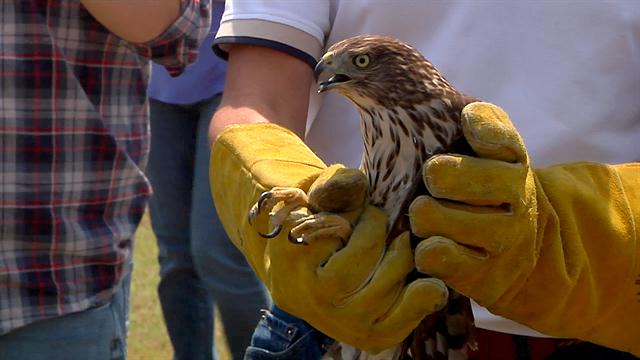 Hawk Escapes Hurricane Harvey by Car, Then Is Set Free