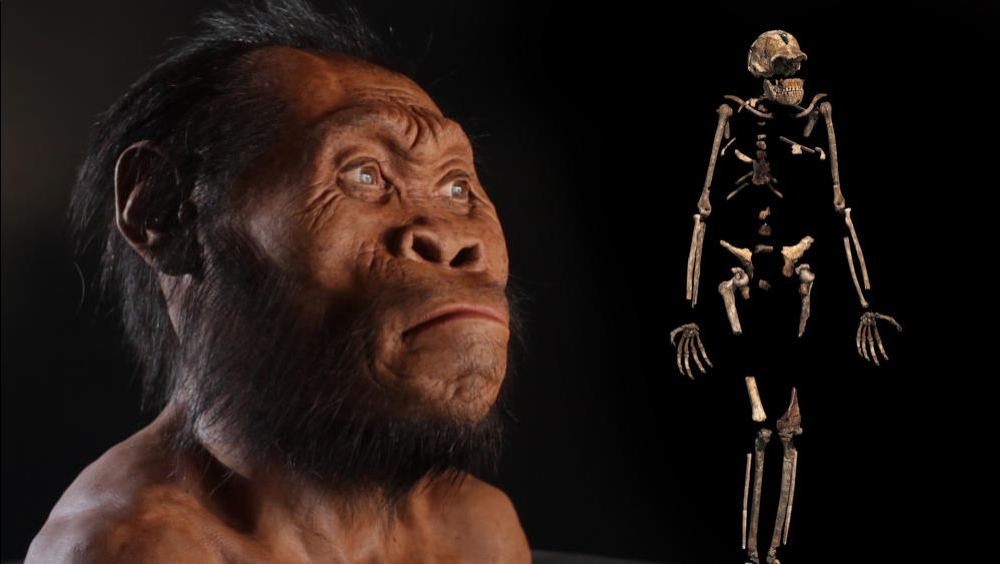 Image result for Homo naledi