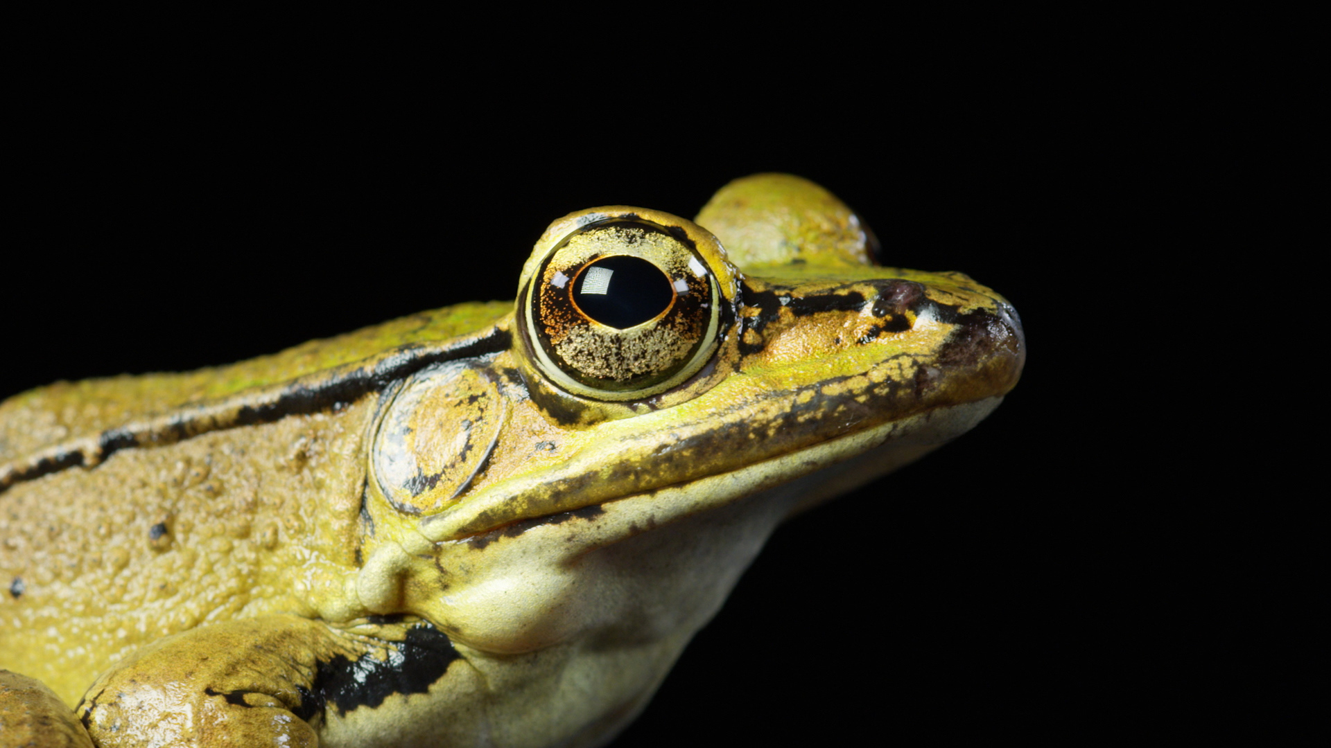 See This Frog Jump, Splash, and Dive in Slow Motion