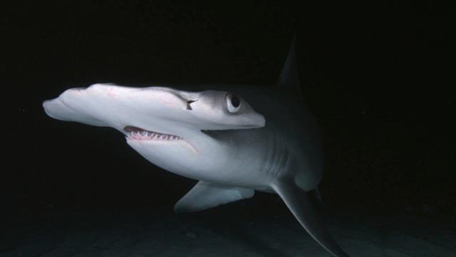 Sharks at Night: Incredible Underwater Footage