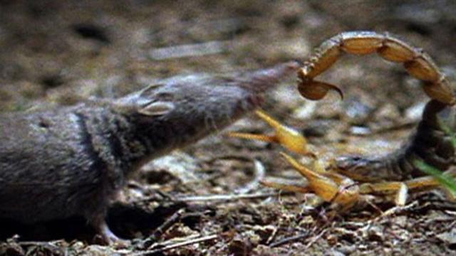 Can You Eat A Black Widow Spider : What happens when you poke, prod and pinch black widow ... - Does it effect the chicken?