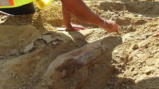 fossils and archeology triceratops