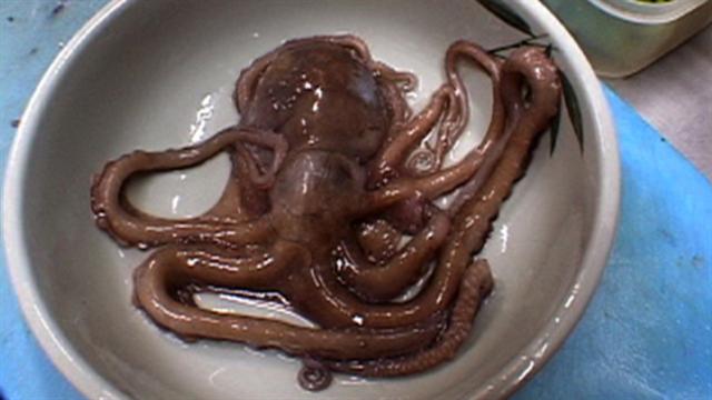 Eating Live Octopus