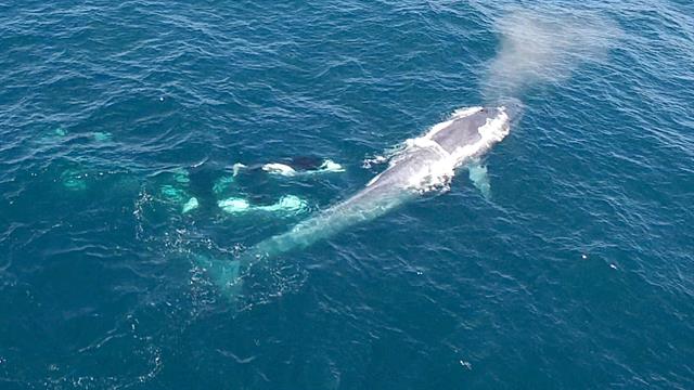 do killer whales eat blue whales