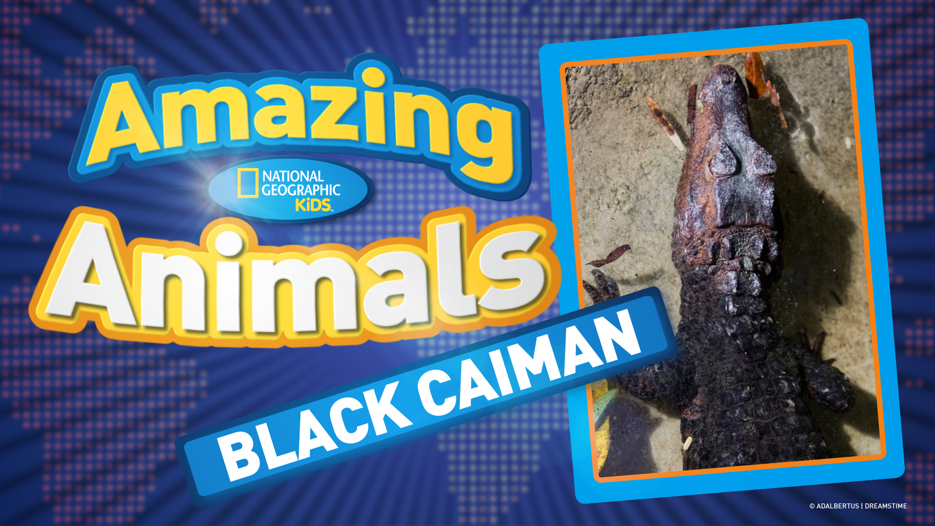 Videos for kids national geographic kids