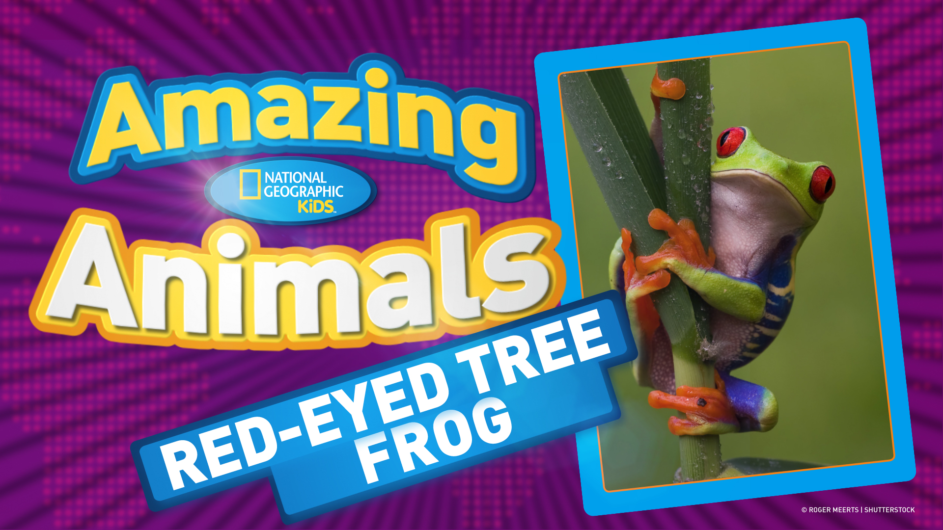 Facts About Tree Frogs For Kids Kids Matttroy