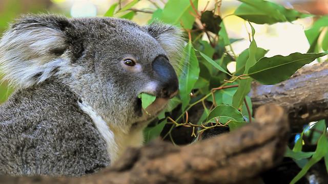 Koalas 101 - koala fur roblox