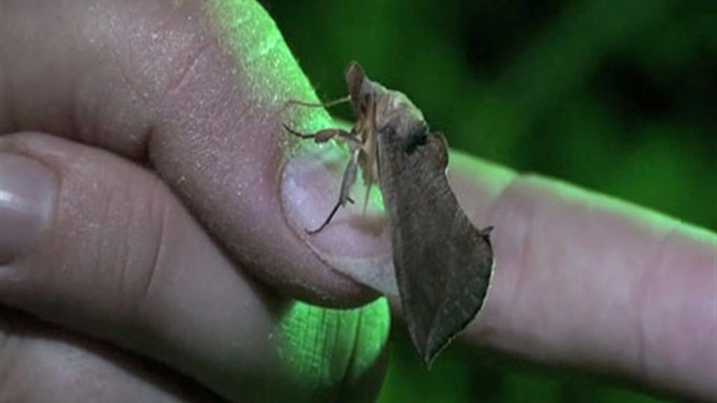 Vampire Moths Discovered