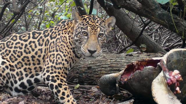 Jaguars Hunt Endangered Sea Turtles In Surprising New Footage