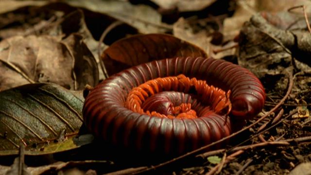 plants that repel millipedes