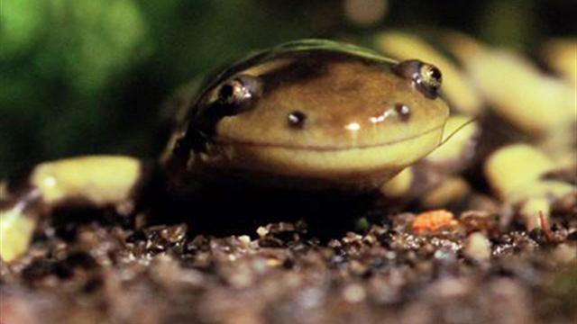 salamander-barred-tiger-predation_480x360_640x360_181771331884.jpg