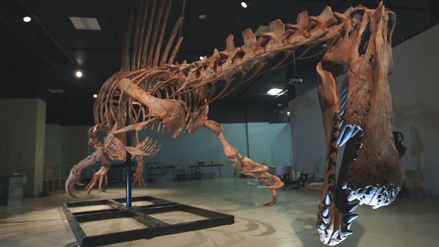 spinosaurus fossil discovery