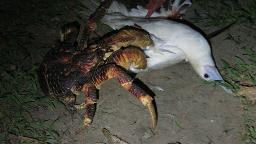 Coconut Crab Size Compared To Human - samoan images art