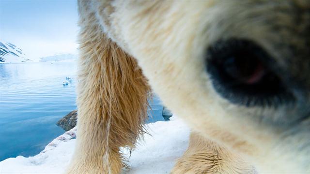 Photographing Polar Bears