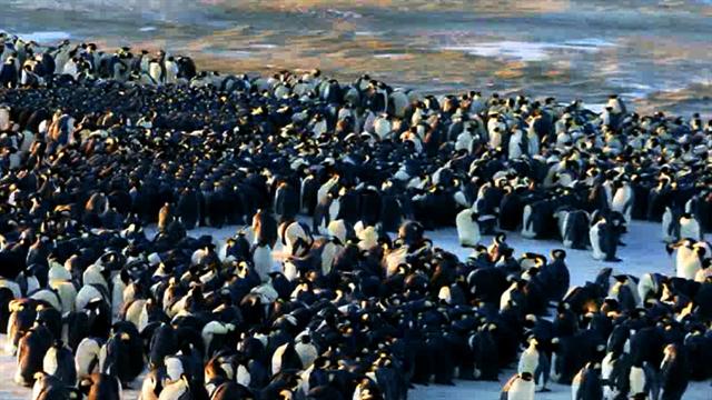 Penguins Do the Wave to Keep Warm