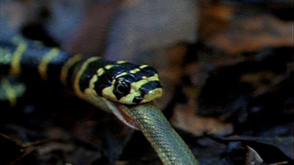 1024px x 576px - King Cobra vs. Olive Water Snake