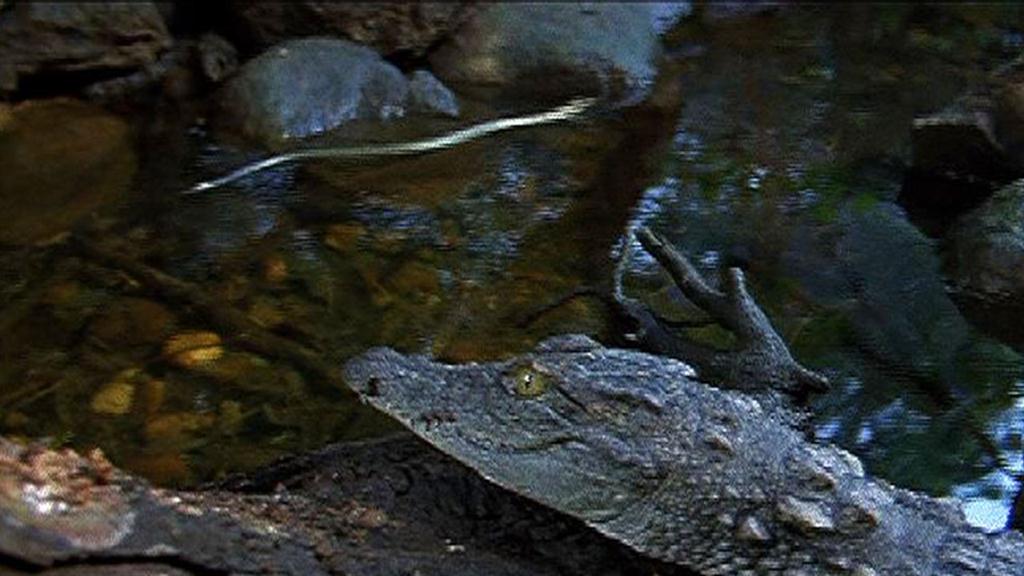 King Cobra Vs Saltwater Crocodile