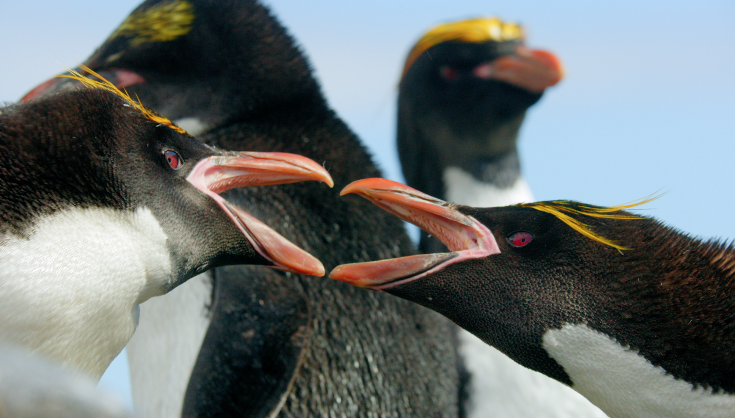 Behind the Shot: Keeping up with Macaroni penguins