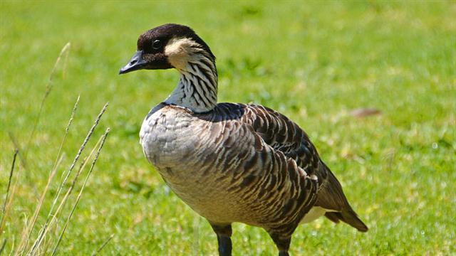 hawaii-state-bird-on-comeback