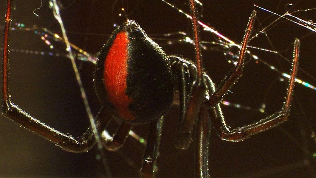 Deadly Cousin The Redback Spider