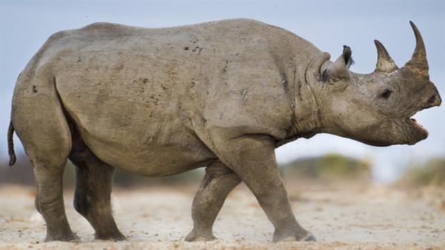 NG Live!: Tracking The Rare Black Rhino