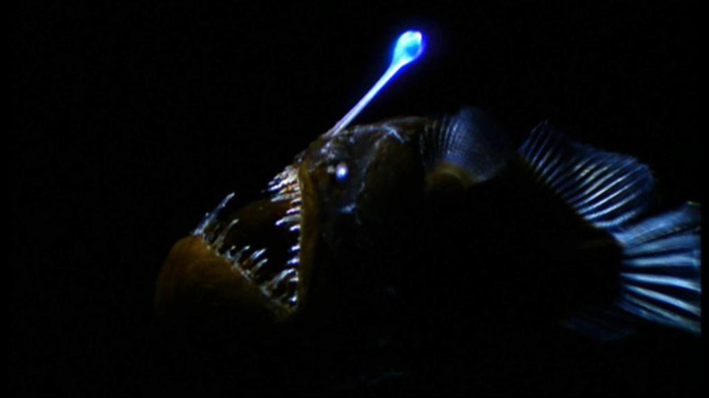 lantern fish