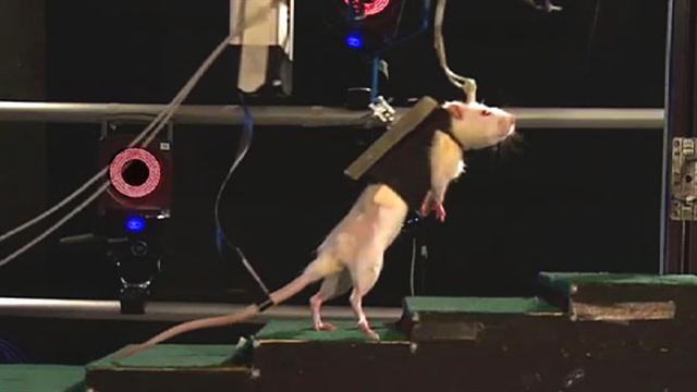 Paralyzed Rats Walk Again