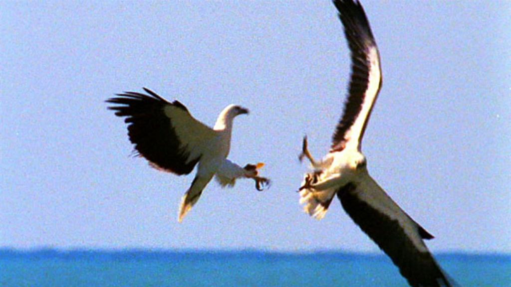 Worlds Deadliest Midair Eagle Fight