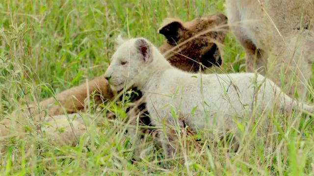 Why Are Some African Lions White