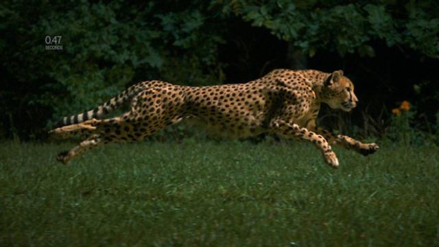 black leopard speed