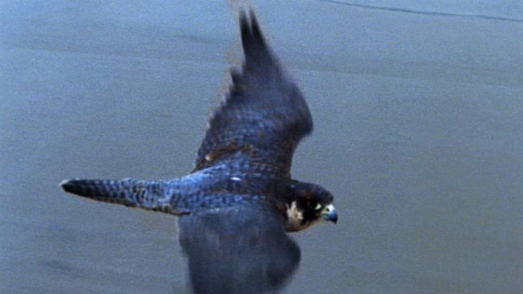 golden eagle vs peregrine falcon speed