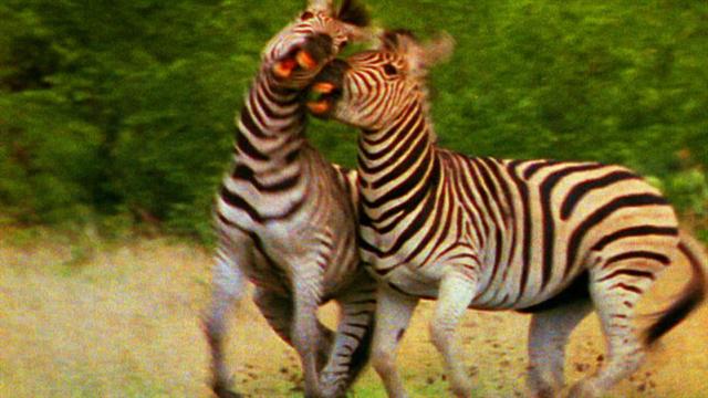 World's Deadliest: Zebra vs. Zebra